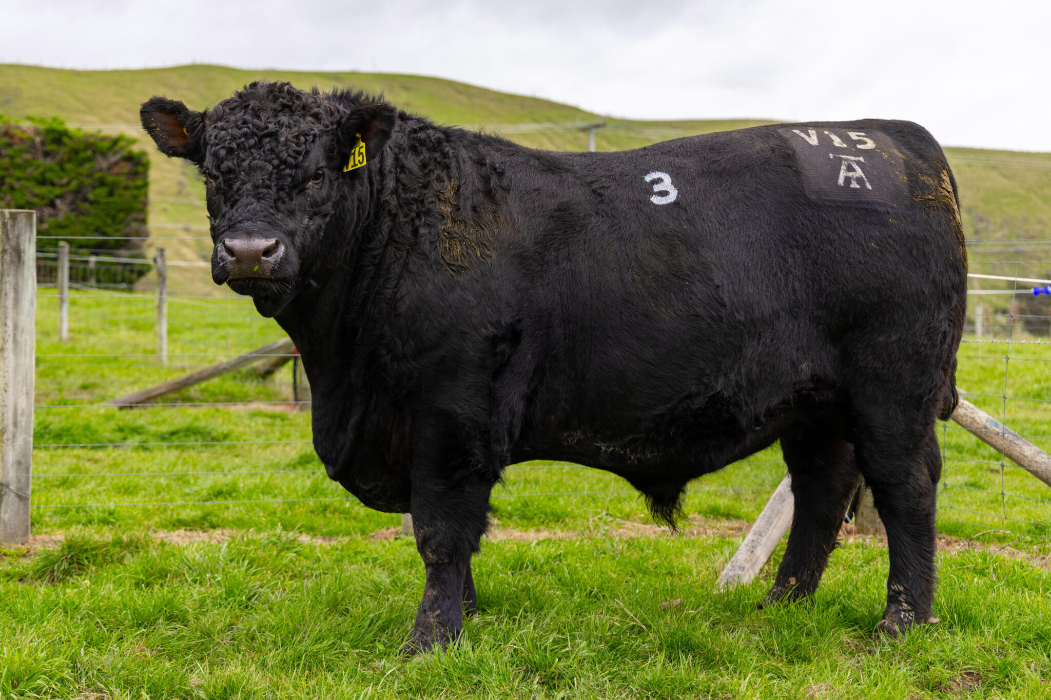 Tangihau Sale History & Competition results for Angus NZ bulls